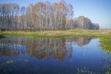 Birches and their reflections