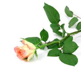 Pink rose isolated.