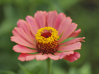 Macro fhooting of flower