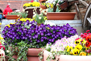 Fototapeta na wymiar Tricolor pansy flower plant natural background