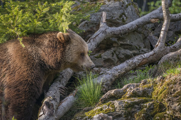 brown bear - Ursus arctos