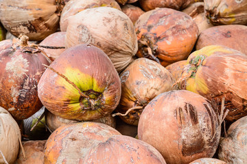 Pile of old brown coconuts on the ground, Thailand.