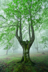 forest with fog