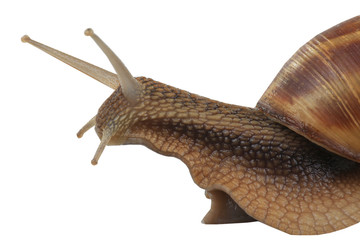 snail