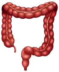 Large Intestine