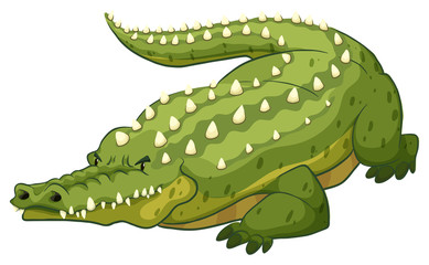 Crocodile