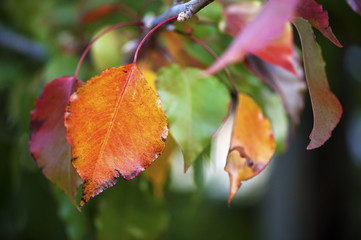 Autumn leaves