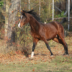 Brown arabian stallion running in paddock