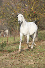 White arabian stallion running