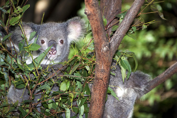 Fototapeta premium Koalas close up