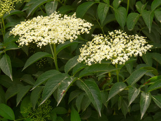  sambuco nero (Sambucus nigra)