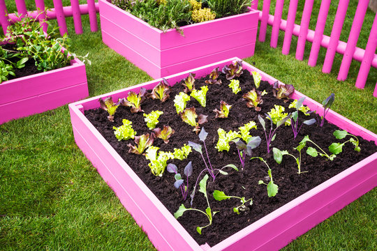 Pink Herb Garden