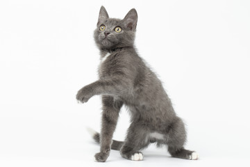 Playful Gray Kitty Raising Paw and Looking up on White