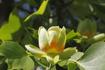 Liriodendron tulipifera