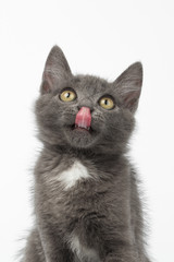 Closeup Gray Kitty Looking Up and Licked on White
