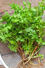Organic parsley with roots in basket
