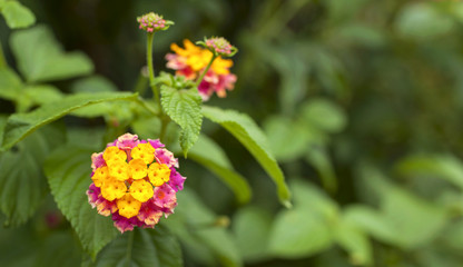 Colorful flower with space on green garden background