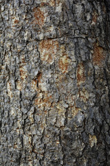bark texture