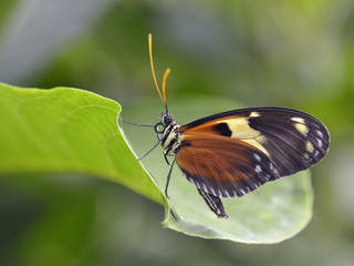Nymphalidae butterfly on leaf
