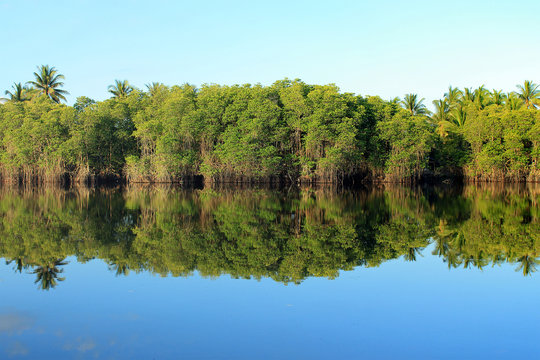 Mangrove forest topical rainforest