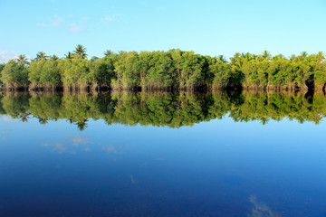 Fototapeta premium Mangrove forest topical rainforest