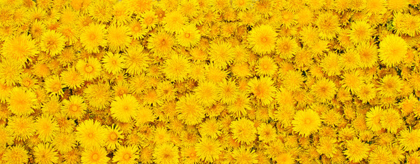 beautiful background from yellow flowers