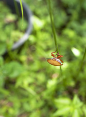 Small insect with space on green background