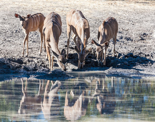 A group of antelopes drinking