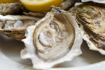 oysters
