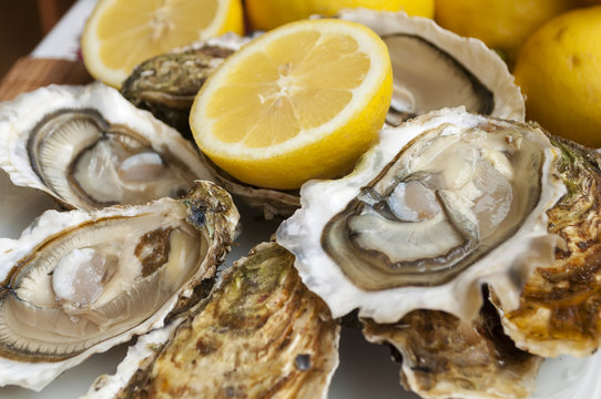 oysters
