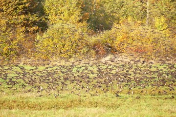 Flock of the migration birds