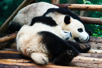 two Panda bears cubs playing Sichuan China