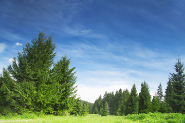 Forest and Nature Vegetation Landscape