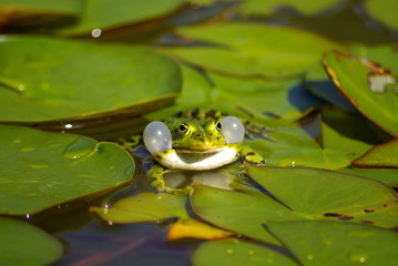 Kommunizierender Wasserfrosch (Pelophylax)
