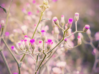 Violet flowering grass with soft focus