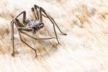 Close up spider , Heteropoda venatoria