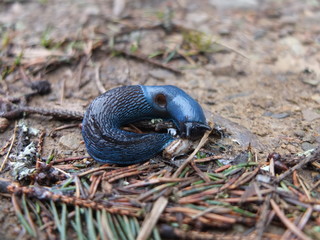 Голубой слизняк на лесной тропинке  в дождливый день