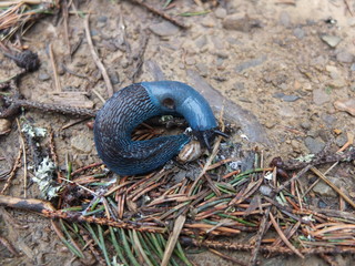 Голубой слизняк на лесной тропинке  в дождливый день