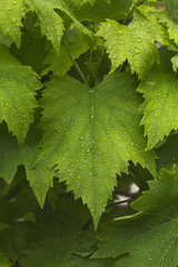 Feuille de vigne