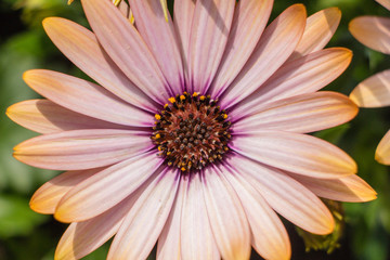 Fototapeta premium Blume