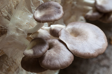 Mushroom Farm in phuket thailand