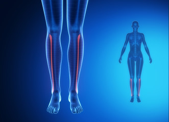 FIBULA blue x--ray bone scan