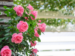 初夏の薔薇の園