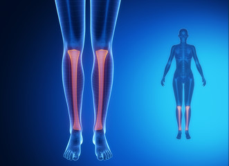 Tibia anatomy medical scan