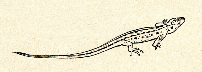 Naklejka premium Sand lizard (Lacerta agilis)