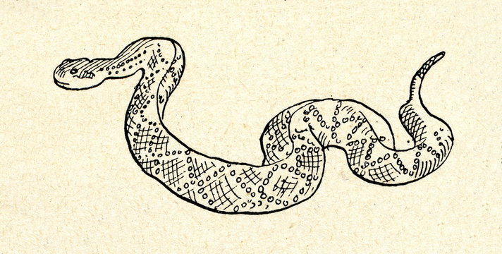 Rattlesnake (Crotalus)