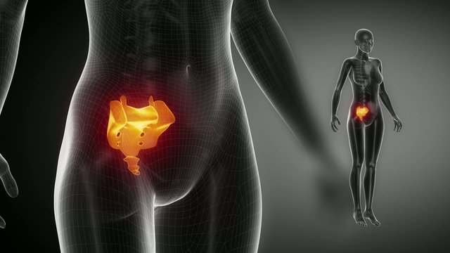 SACRUM bone skeleton x-ray scan in black