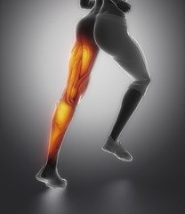 LEg female muscle anatomy back view