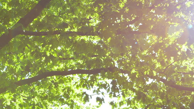 Trees against the Sun with Optical Flares - camera pan