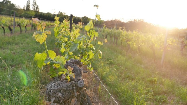 Wineyard-New Grape and Leaf Spring at Sunset